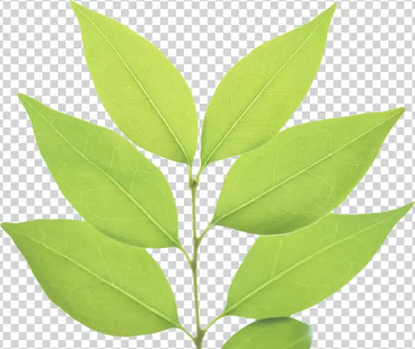 Green Leaves Branch PNG Transparent Background