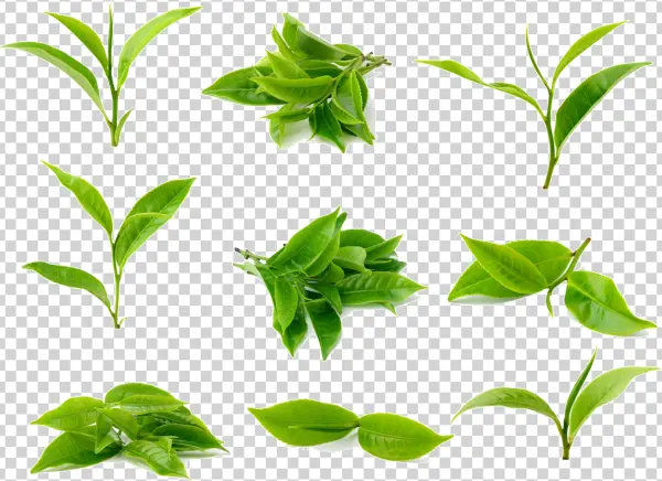 Fresh Green Tea Leaves PNG Transparent Background