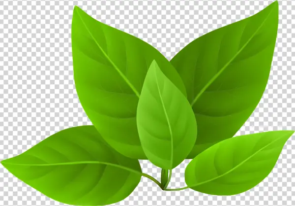 Fresh Green Leaves PNG Transparent Background
