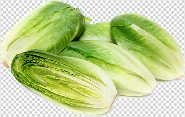 Fresh Romaine Lettuce Heads PNG Transparent Background