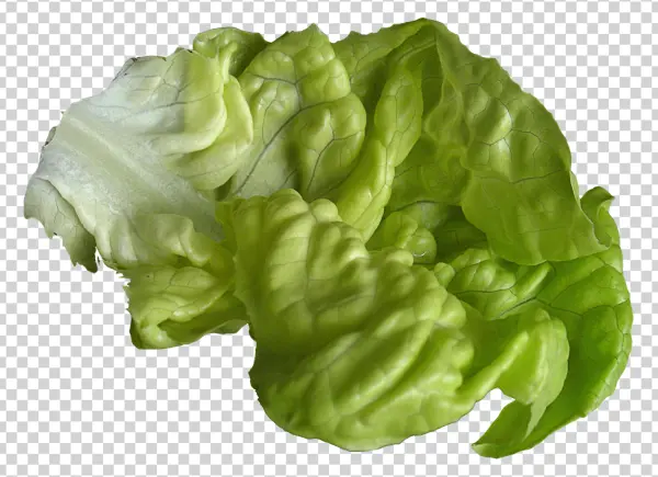 Fresh Green Lettuce Leaves PNG
