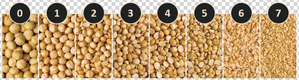 Macadamia Nuts Processing Stages PNG