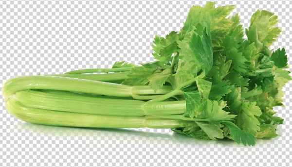 Fresh Celery Bunch PNG Transparent Background