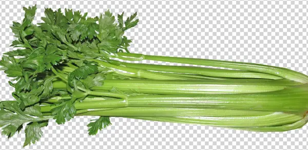 Fresh Celery Bunch PNG Transparent Background
