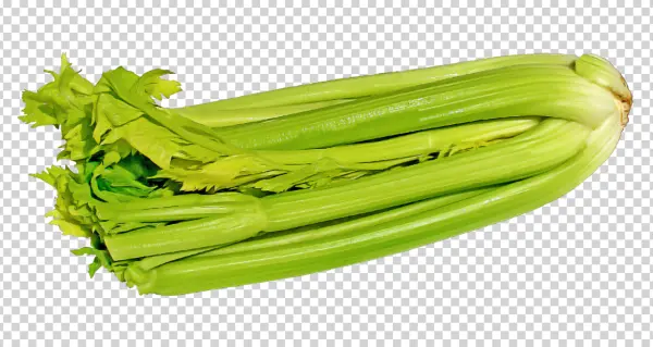 Fresh Green Celery Bunch PNG Transparent Background