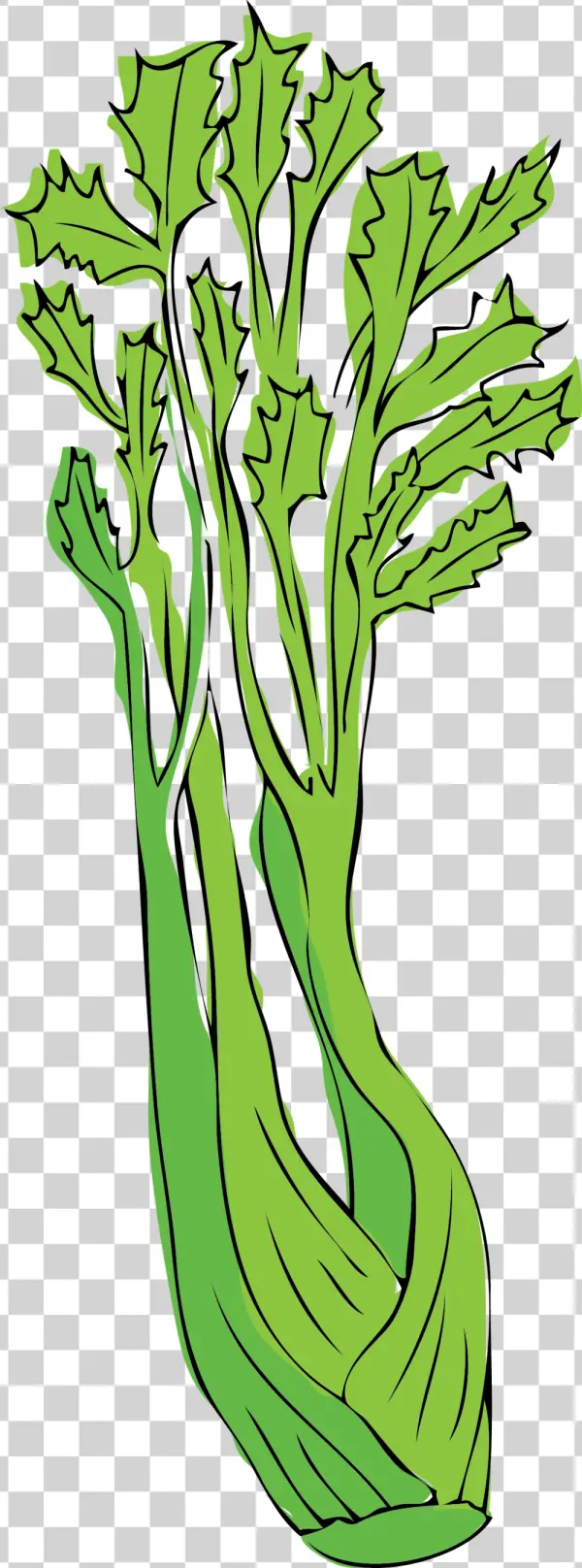 Green Lettuce Illustration PNG Transparent Background