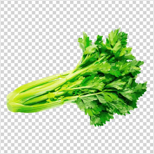 Fresh Green Celery Bunch PNG Transparent Background