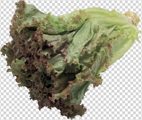 Red Leaf Lettuce PNG Transparent Background