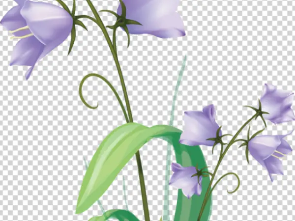 Purple Bellflowers PNG Transparent Background