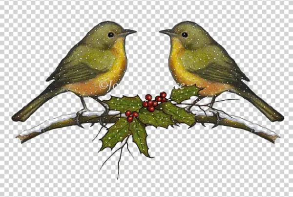 Winter Birds on Snowy Holly Branch PNG Transparent Background