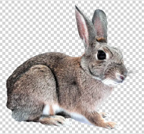 Realistic Rabbit PNG Transparent Background