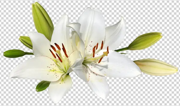 White Lily Flowers with Buds PNG Transparent Background