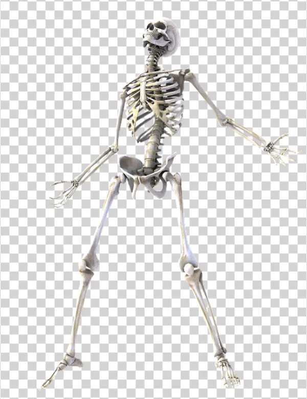 Full Human Skeleton PNG Transparent Background
