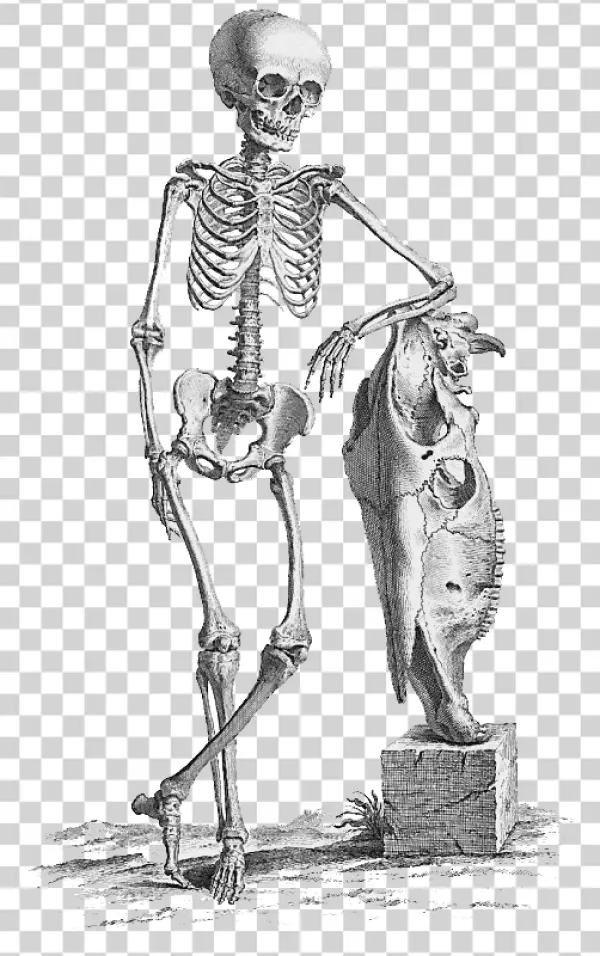 Vintage Human Skeleton and Animal Skull PNG