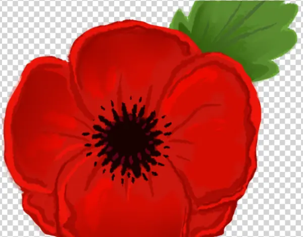 Red Poppy Flower Illustration Transparent PNG