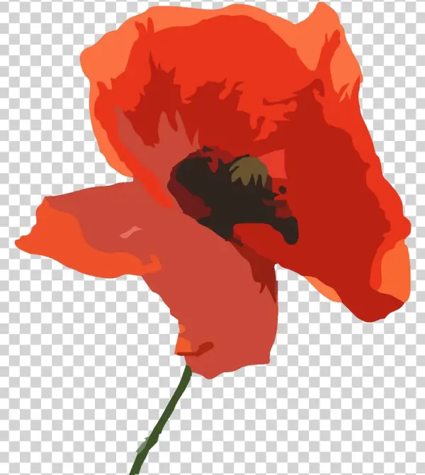 Red Poppy Flower PNG Transparent Background