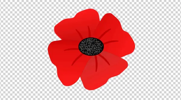 Red Poppy Flower PNG Transparent Background