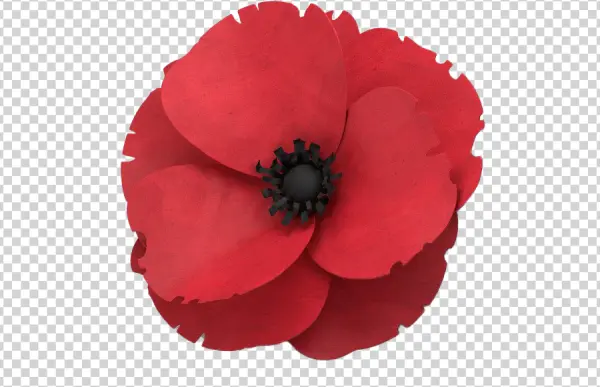 Red Poppy Flower PNG Transparent Background