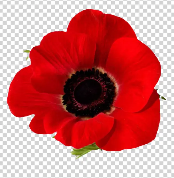 Red Poppy Flower PNG Transparent Background