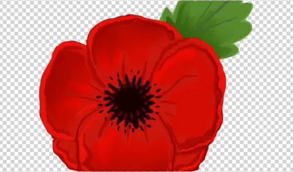 Red Poppy Flower PNG Transparent Background