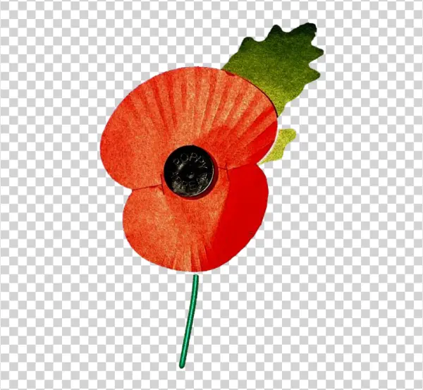 Remembrance Day Poppy PNG Transparent Background