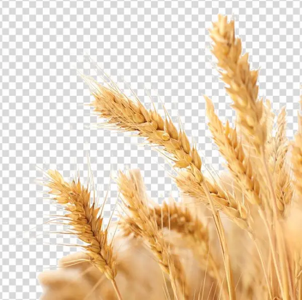 Golden Wheat Stalks Transparent PNG
