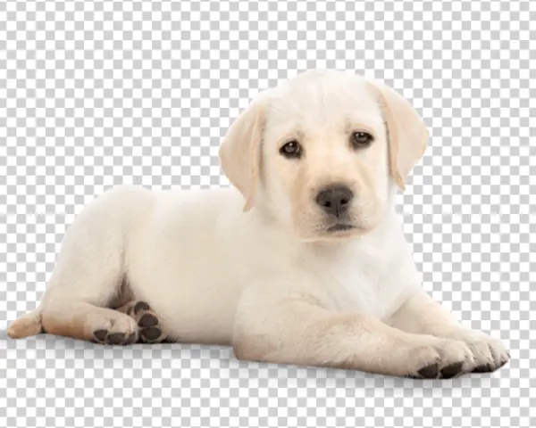 Adorable Cream Labrador Puppy PNG