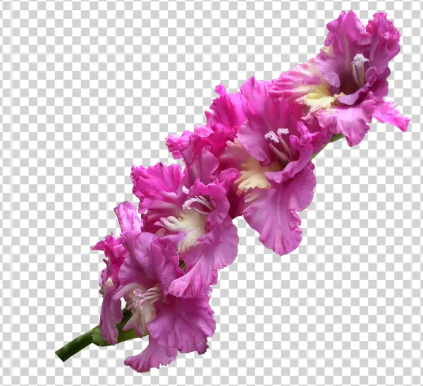 Vibrant Pink Gladiolus Flower PNG Transparent Background