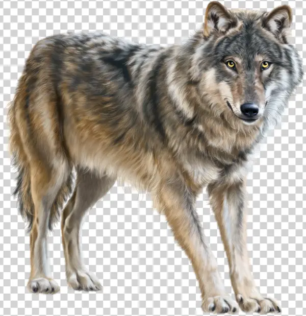 Realistic Grey Wolf PNG Transparent Background
