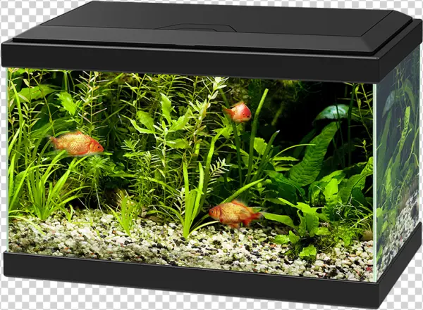 Fish Tank with Live Plants and Goldfish PNG Transparent Background