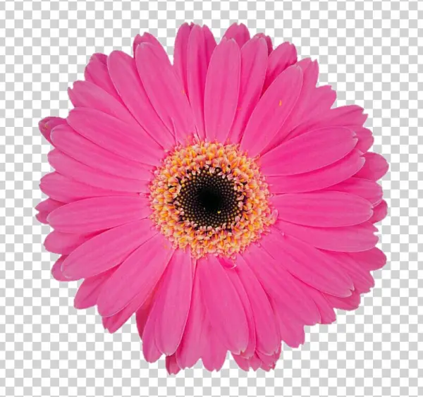 Pink Gerbera Daisy PNG Transparent Background
