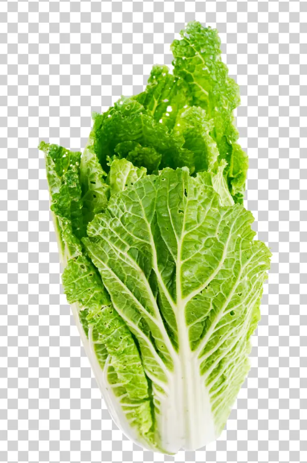 Fresh Chinese Cabbage PNG Transparent Background