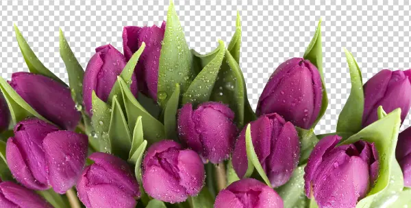 Purple Tulips with Water Droplets PNG Transparent Background