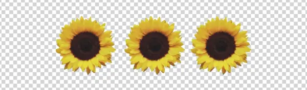 Three Vibrant Sunflowers PNG Transparent Background