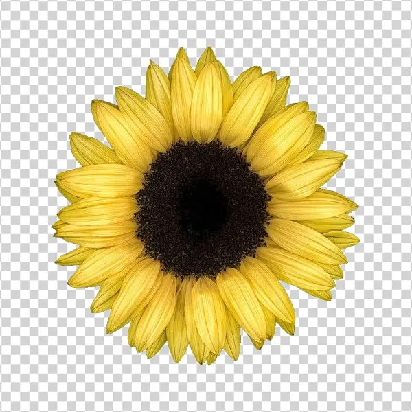Bright Yellow Sunflower Transparent PNG