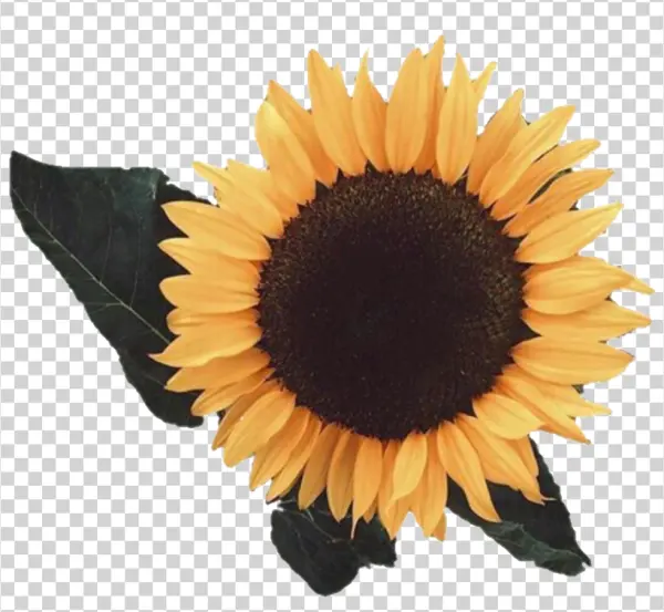 Realistic Sunflower PNG Transparent Background