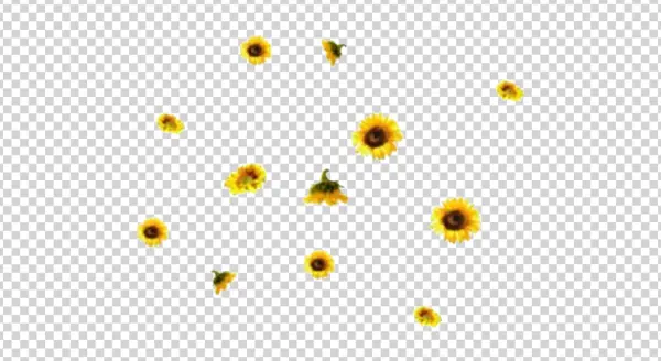 Scattered Sunflowers Transparent Background PNG
