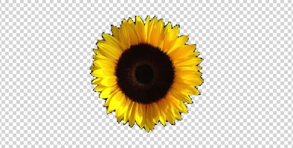 Sunflower PNG Transparent Background