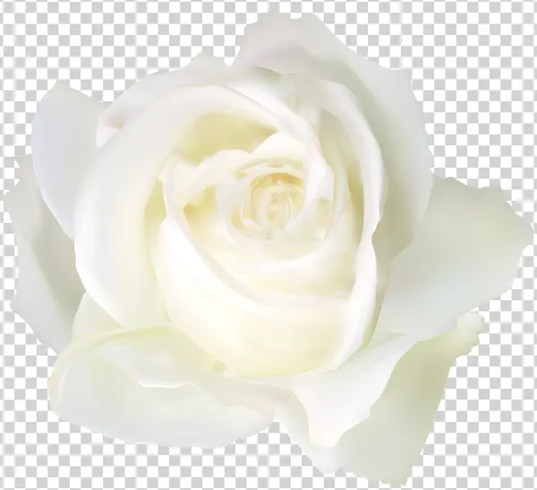 White Rose Transparent Background PNG