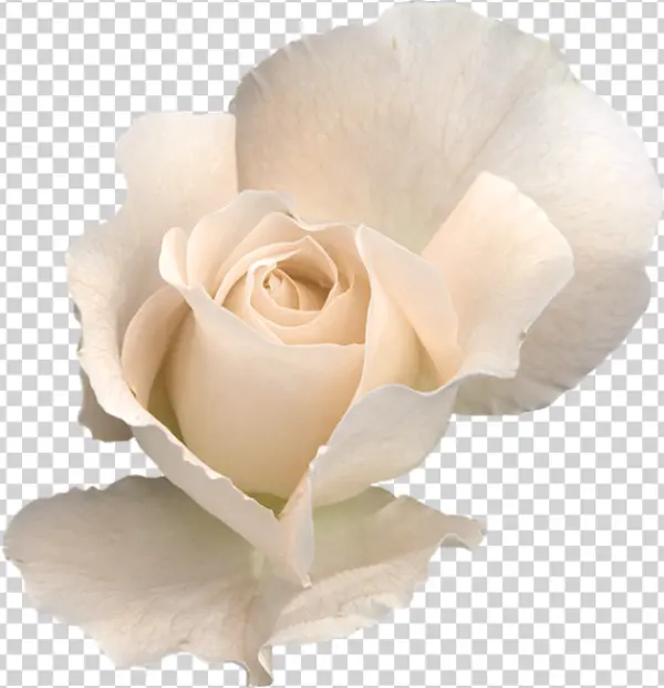 Light Pink Rose PNG Transparent Background