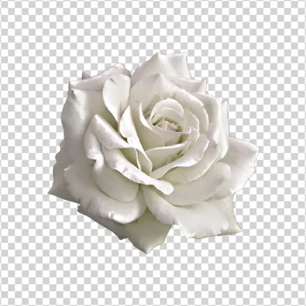 Elegant White Rose PNG Transparent Background