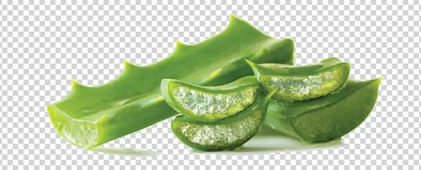 Fresh Aloe Vera Leaves and Slices PNG