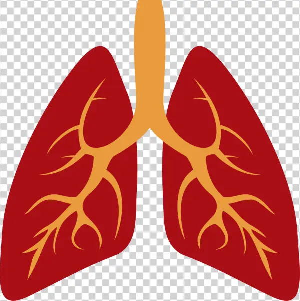 Human Lungs Icon Transparent Background PNG
