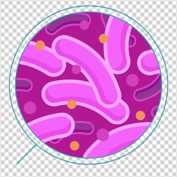 Microscopic Bacteria Pink PNG