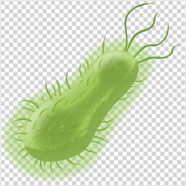 Green Bacterium Cell PNG Transparent Background