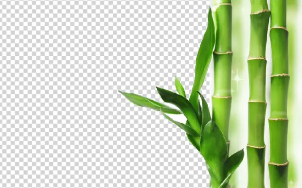 Green Bamboo Plant PNG Transparent Background