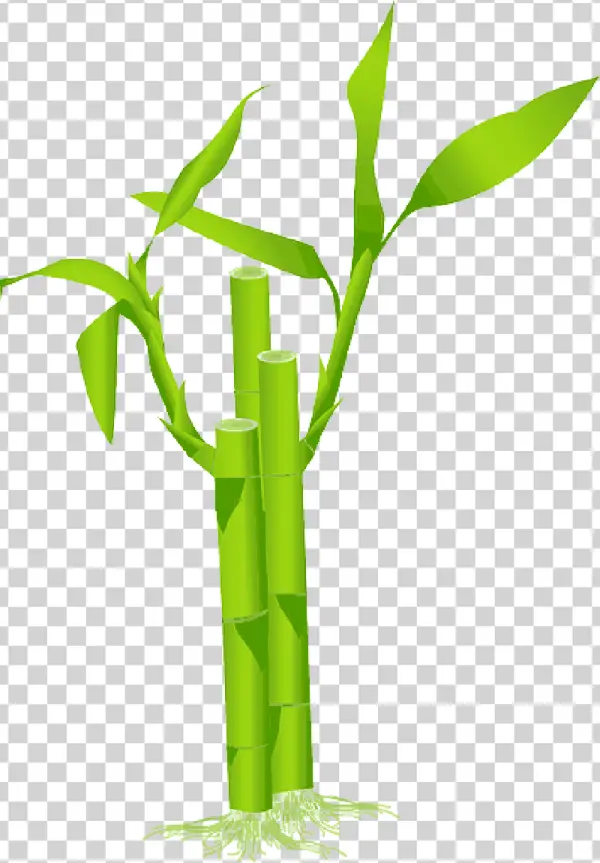 Green Bamboo Plant with Roots PNG Transparent Background