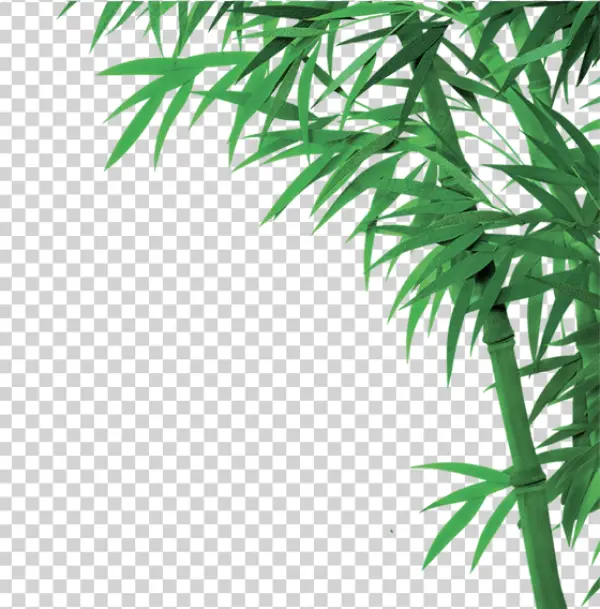 Green Bamboo Leaves and Stalk PNG Transparent Background
