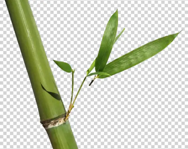 Green Bamboo Stalk with Leaves PNG