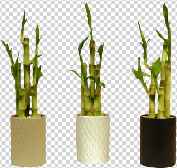 Lucky Bamboo Plants in Decorative Pots PNG Transparent